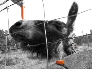 El burro y la Zanahoria